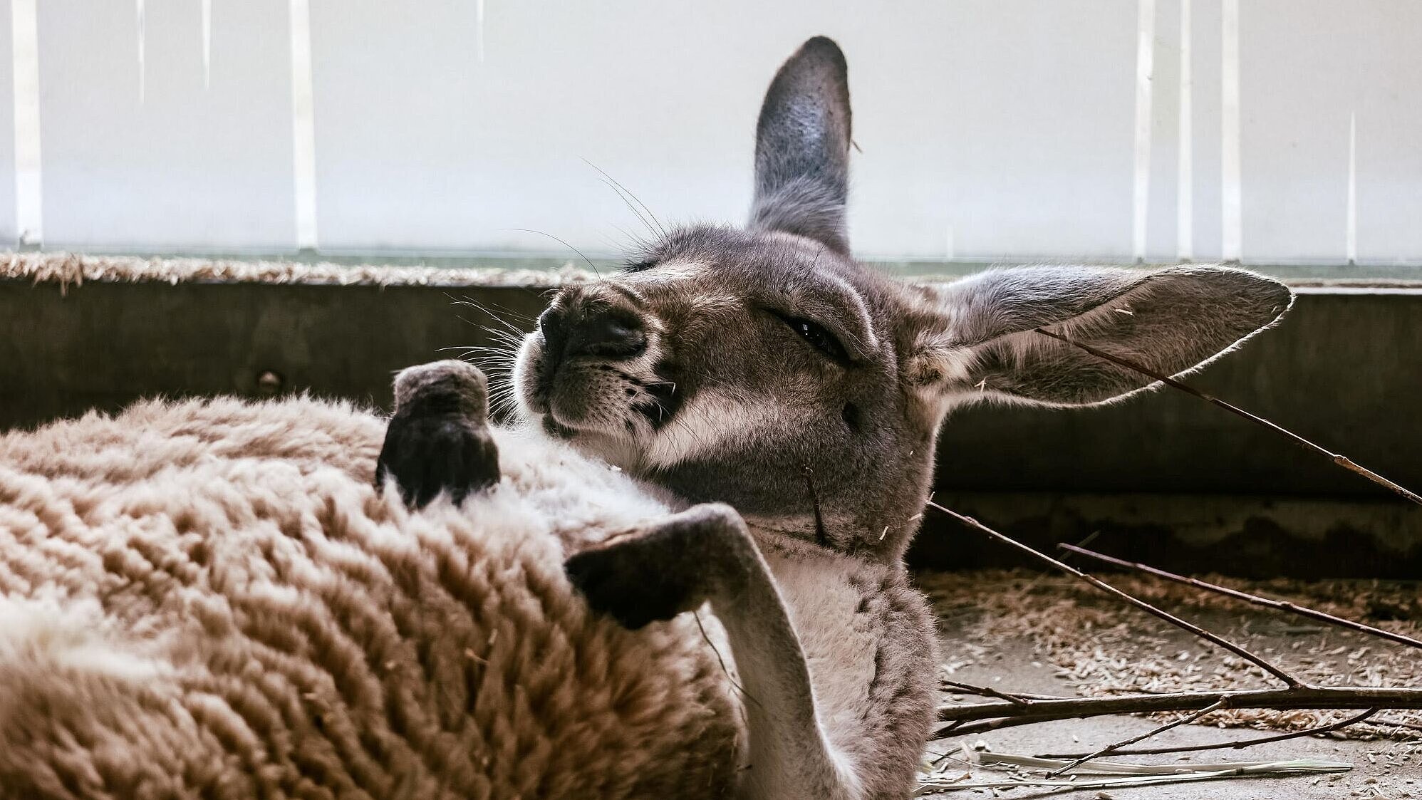 schlafendes Riesenkänguru im Tierpark Hellabrunn