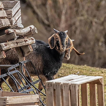 A damara goat is standing behind a large wheelbarrow and some fruit cherries, looking towards the camera.