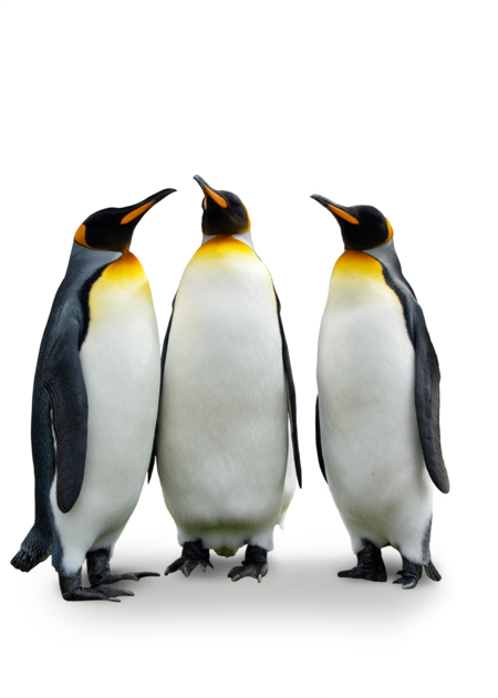 The picture shows three king penguins standing together in a semicircle.