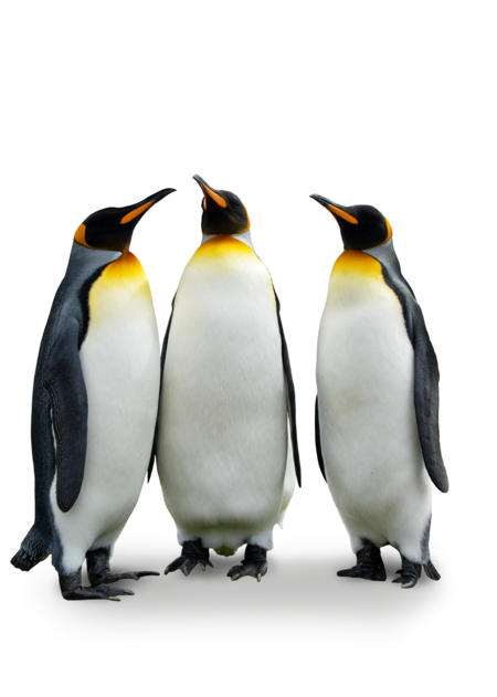 king penguins The picture shows three king penguins standing together in a semicircle.