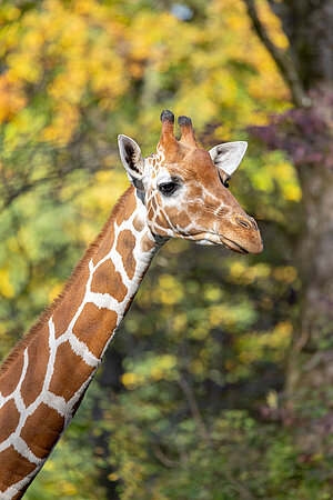 Eine Netzgiraffe