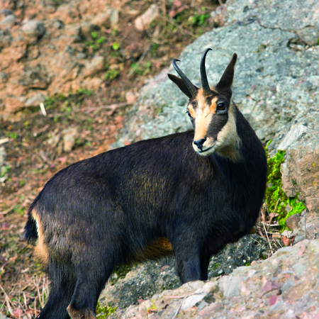 alpengämse-tierpark-hellabrunn-tierlexikon-europa Alpengams steht im Gebirge