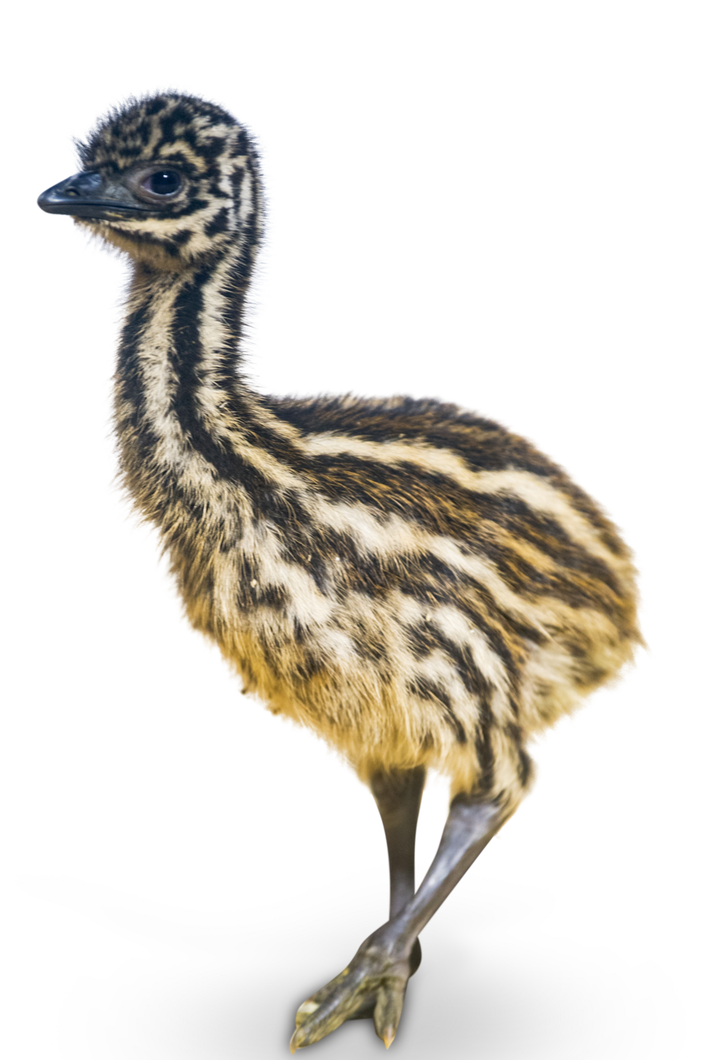 Emu - Tierpark Hellabrunn