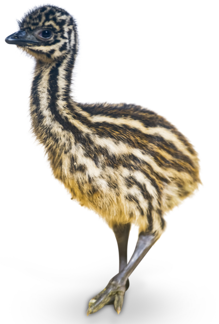 Das Bild zeigt ein Emu-Küken.