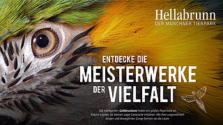 Das neue Motiv mit einem abgebildeten Ara