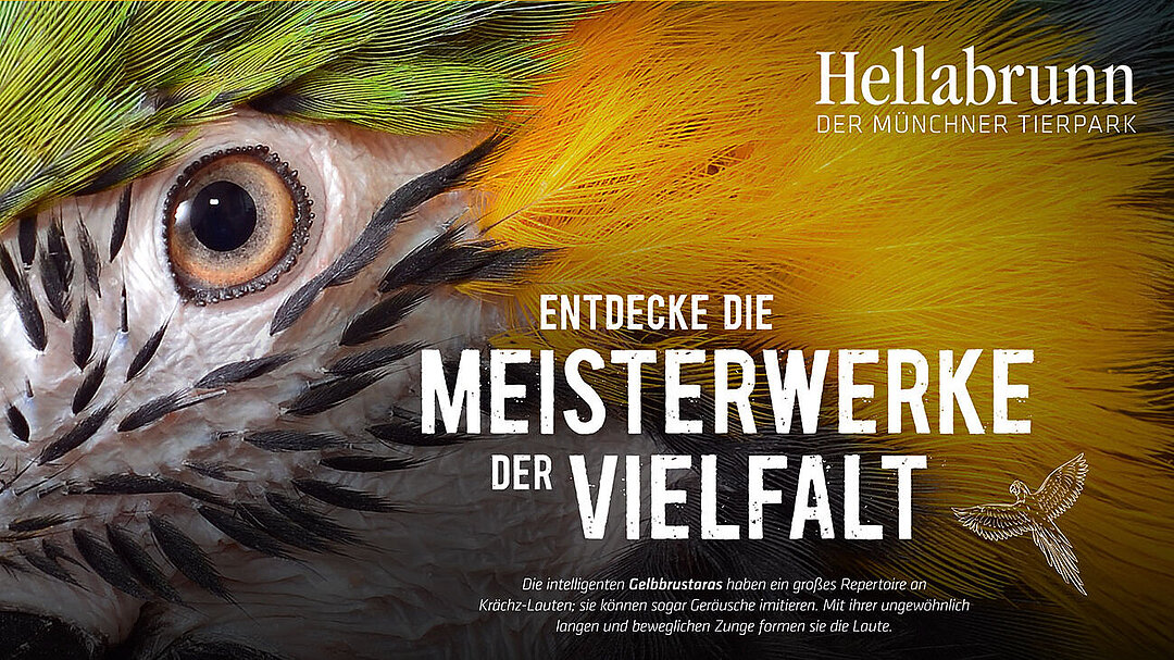 Das neue Motiv mit einem abgebildeten Ara