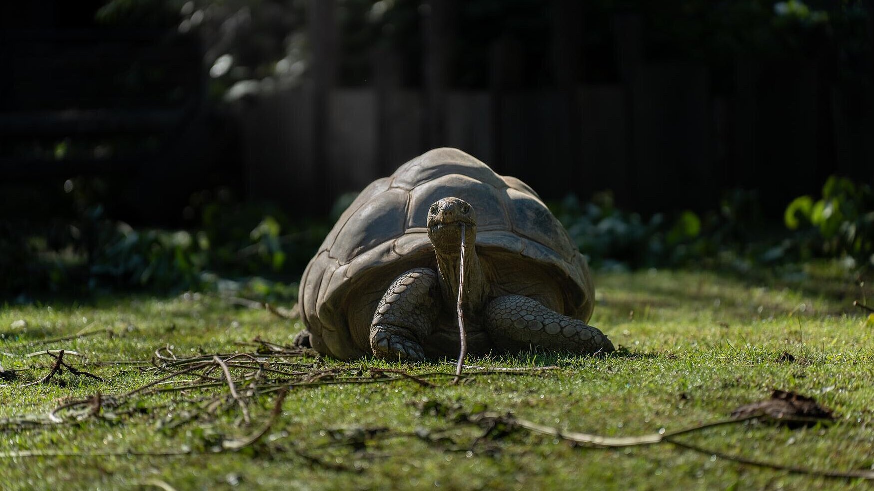 Aldabra-Riesenschildkröte im Tierpark Hellabrunn