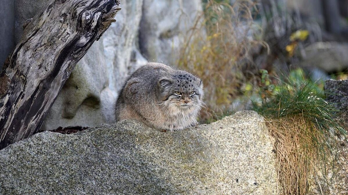 Manul im Tierpark Hellabrunn
