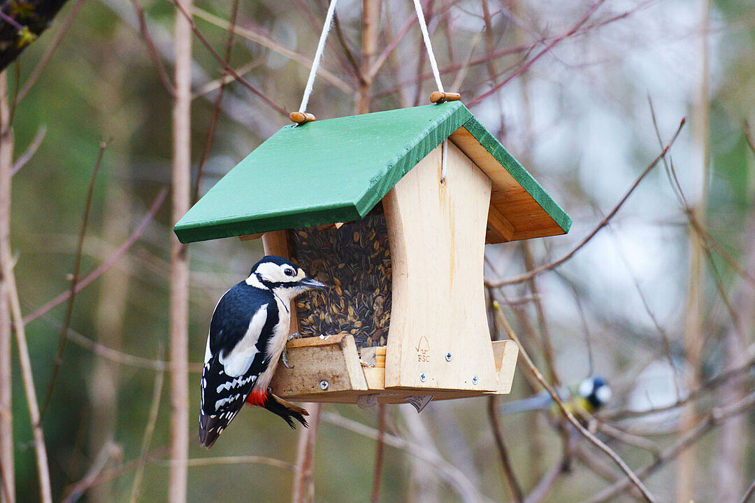 Ein Buntspecht am Futterhaus.