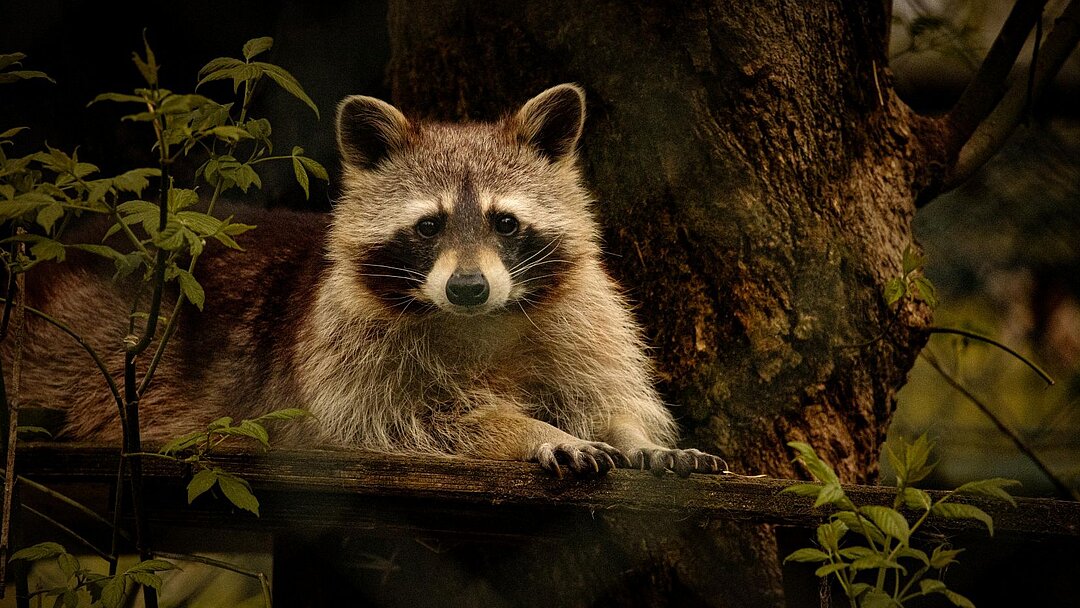 Nordamerikanischer Waschbär im Tierpark Hellabrunn 