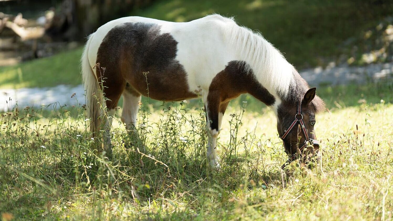 Shetland-Pony im Tierpark Hellabrunn