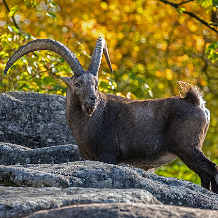 An alpine ibex stands on a rocky mountain in Hellabrunn Zoo. 