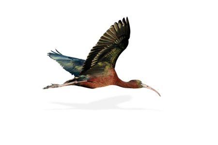  A Glossy ibis in free flight. 