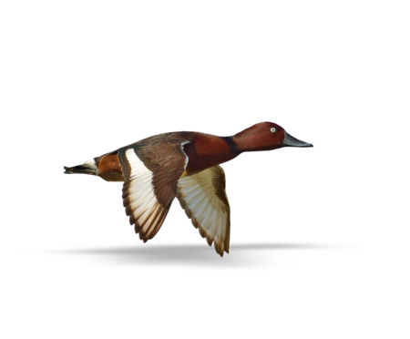 A flying Ferruginous Duck