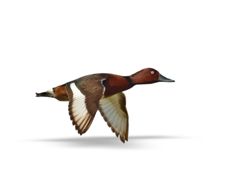Ferruginous Duck A flying Ferruginous Duck