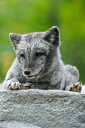 Ein Polarfuchs liegt auf einem Stein.
