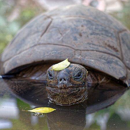 Eine Aldabra-Riesenschildkröte taucht aus dem Wasser auf.