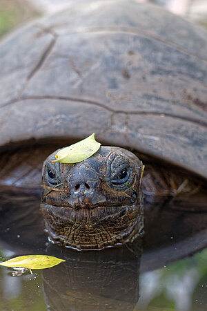 Eine Aldabra-Riesenschildkröte taucht aus dem Wasser auf.