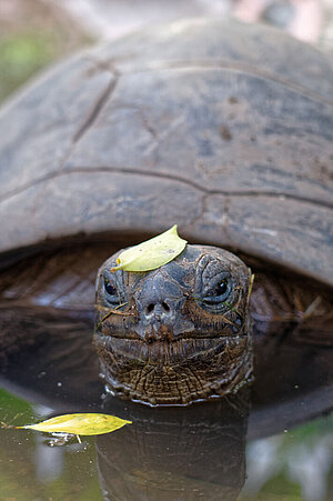 Eine Aldabra-Riesenschildkröte taucht aus dem Wasser auf.