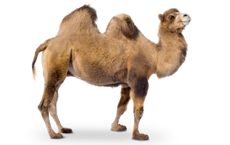 The picture shows a wild bactrian camel in profile.