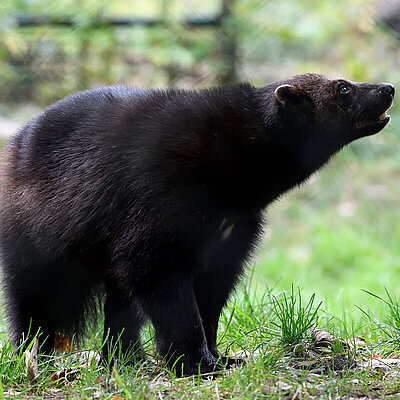 Ein Vielfrass steht auf einer Wiese im Tierpark Hellabrunn.