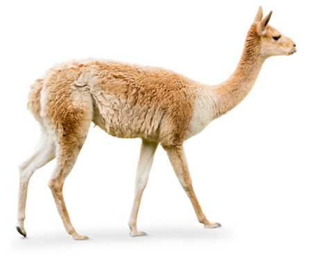 Vikunja Das Bild zeigt ein Vikunja da von links nach rechts läuft.