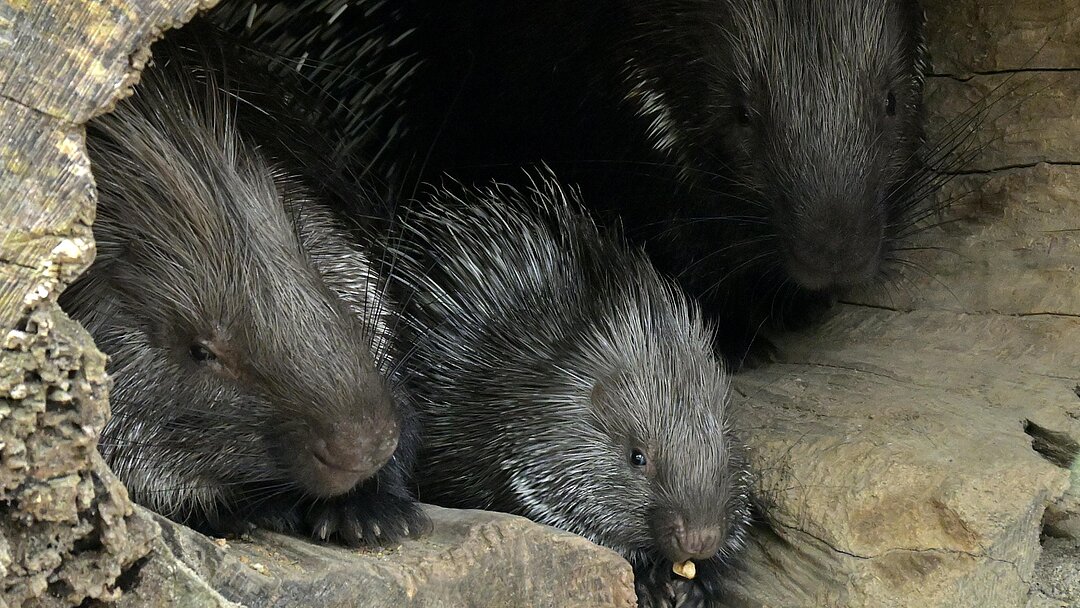 Stachelschwein Baumhoehle Birgit Mohr