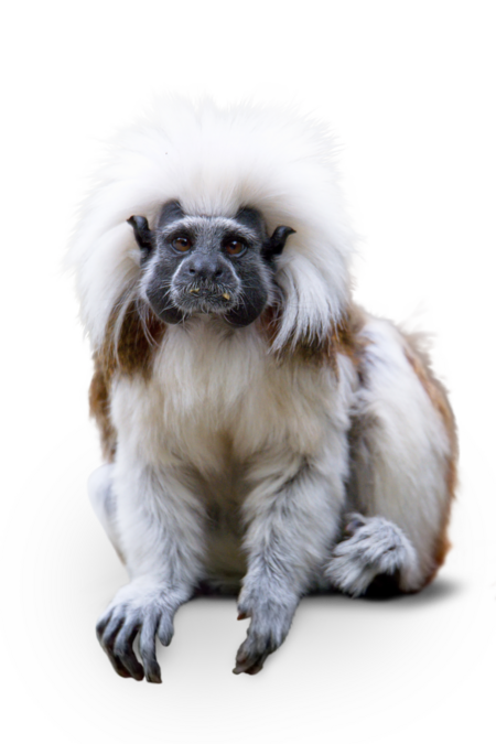 A sitting Cotton-top tamarin looks directly into the camera.