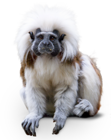 A sitting Cotton-top tamarin looks directly into the camera.