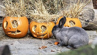 Marderkaninchen mit Halloween Kürbis