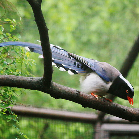 A red-billed tailed kitta sits on a branch and looks down at the ground.