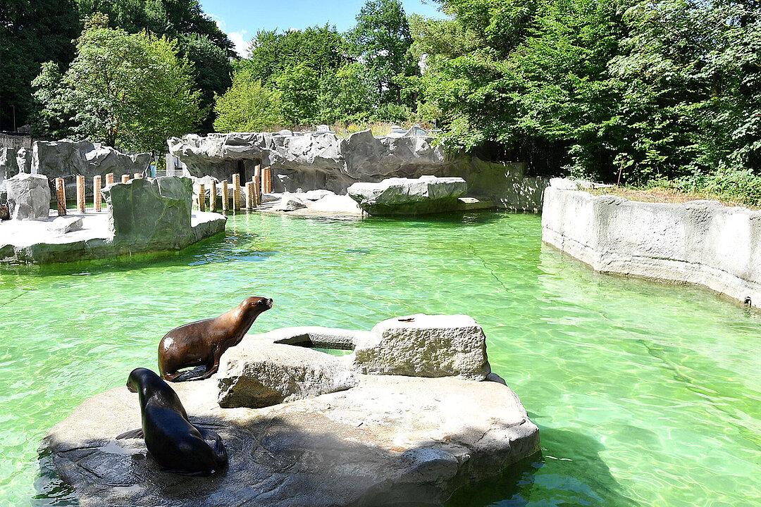 Two maned seals sitting on a rock in the water