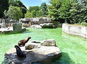A shot of the maned seal facility with two maned seals on a rock.