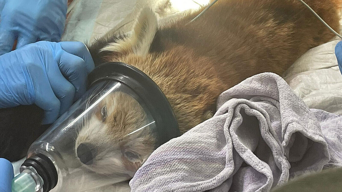 Ein roter Panda zur Untersuchung in der Tierarztpraxis.