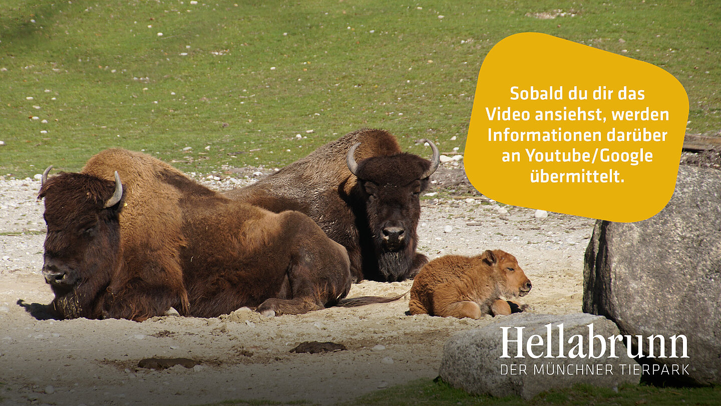 Zwei Waldbisons mit einem Jungtier.