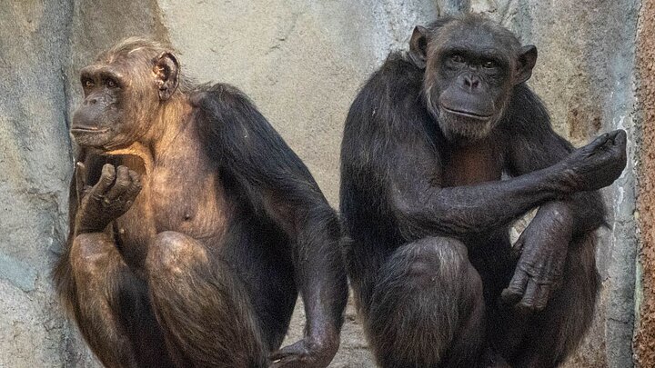 zwei Schimpansen im Tierpark Hellabrunn 