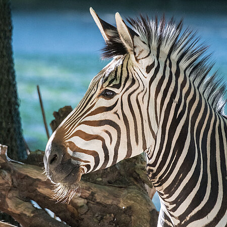 Hartmann-Bergzebra The photo shows the profile of a zebra attentively pricking up its ears.