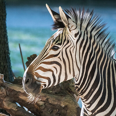 Das Foto zeigt das Profil eines Zebras, das aufmerksam die Ohren spitzt.
