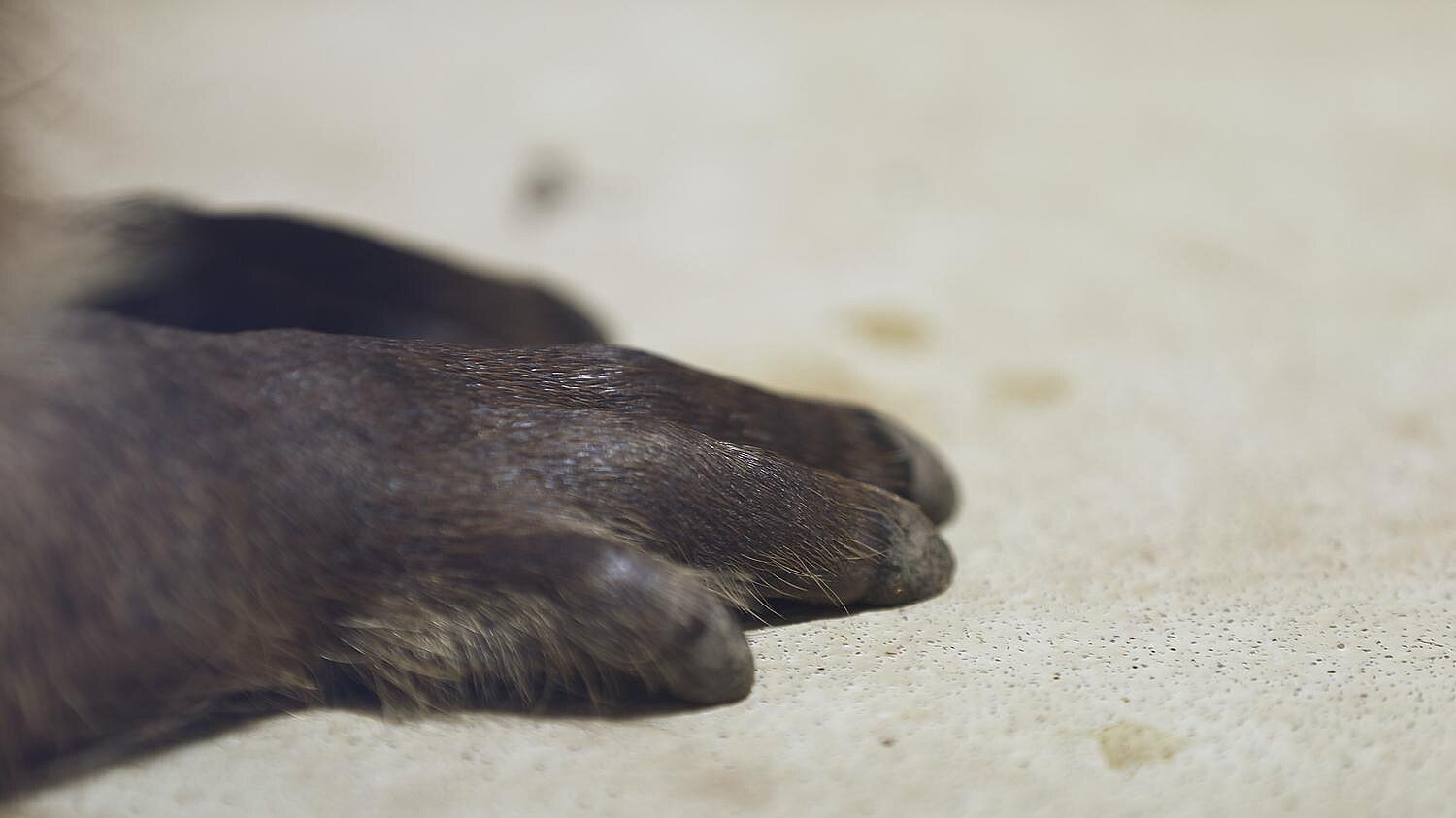 Pfoten Wasserschwein Tierpark Hellabrunn