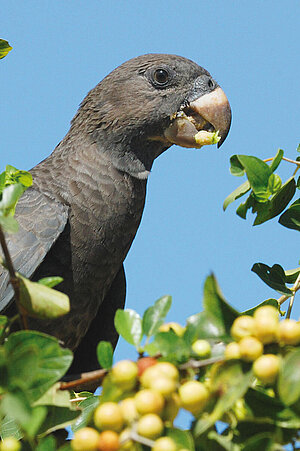 A large vasa parrot sits on branches on which green berries can be seen.