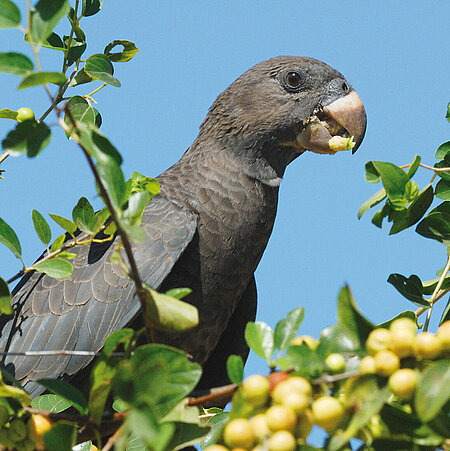 A greater vasa parrot sits on branches on which green berries can be seen.