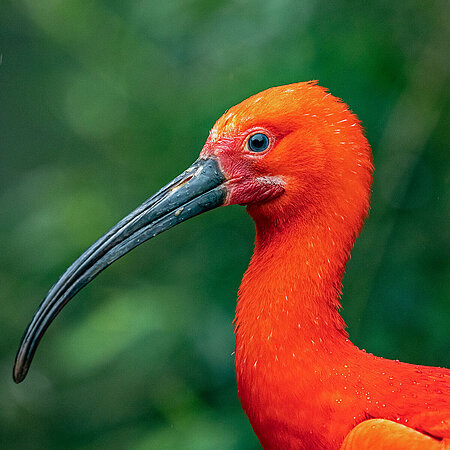 Das Bild zeigt das Porträt eines roten Sichlers. Der Vogel hat einen langen Schnabel und ein leuchtend rotes Gefieder.