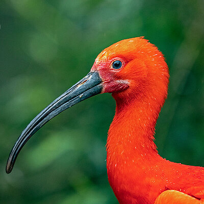[Translate to English:] The picture shows a portrait of a Scarlet Ibis. The bird has a long beak and bright red plumage.