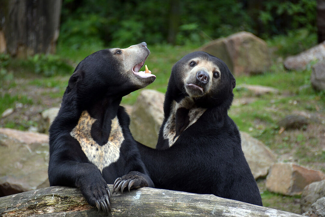 Zwei asiatische Malaienbären.