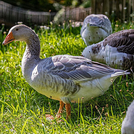 Eine bayrische Landgans, umringt von ihren Artgenossen, steht auf einer grünen Wiese im Tierpark Hellabrunn. 