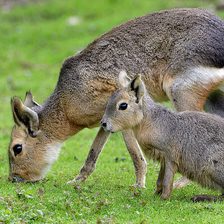 Maras im Tierpark Hellabrunn.