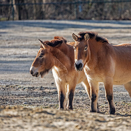 [Translate to English:] Zwei Przewalski-Pferde.