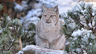 One of the lynxes at Hellabrunn Zoo.
