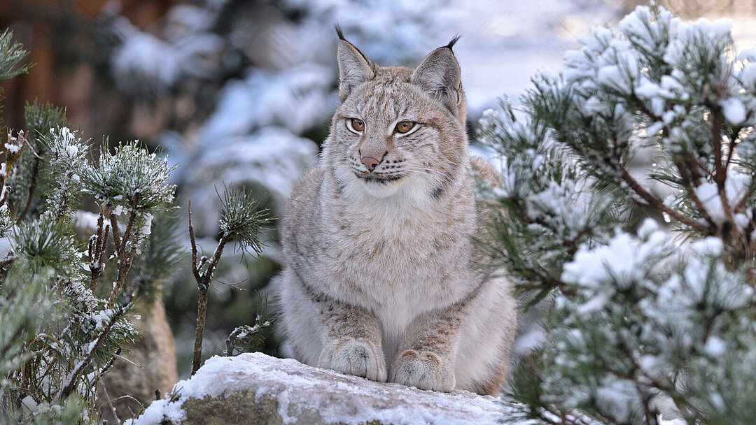 One of the lynxes at Hellabrunn Zoo.