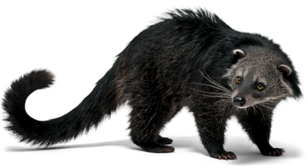 Ein Binturong